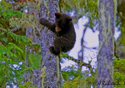 Ursus americanus